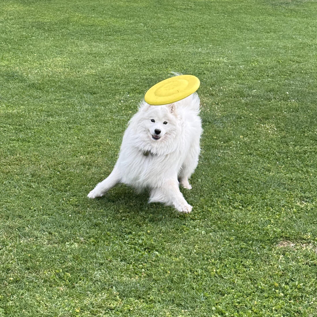 IMG_8654314_2